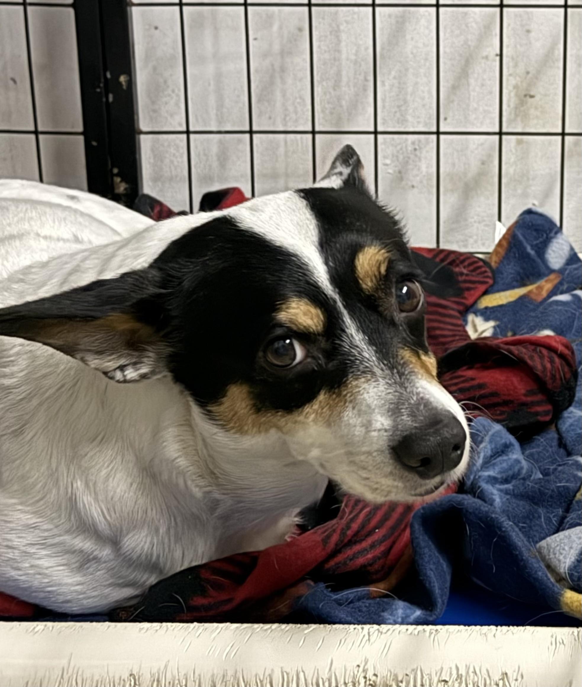 Millie, a ADOPTABLE mixed breed in Owensboro, KY image 3/4