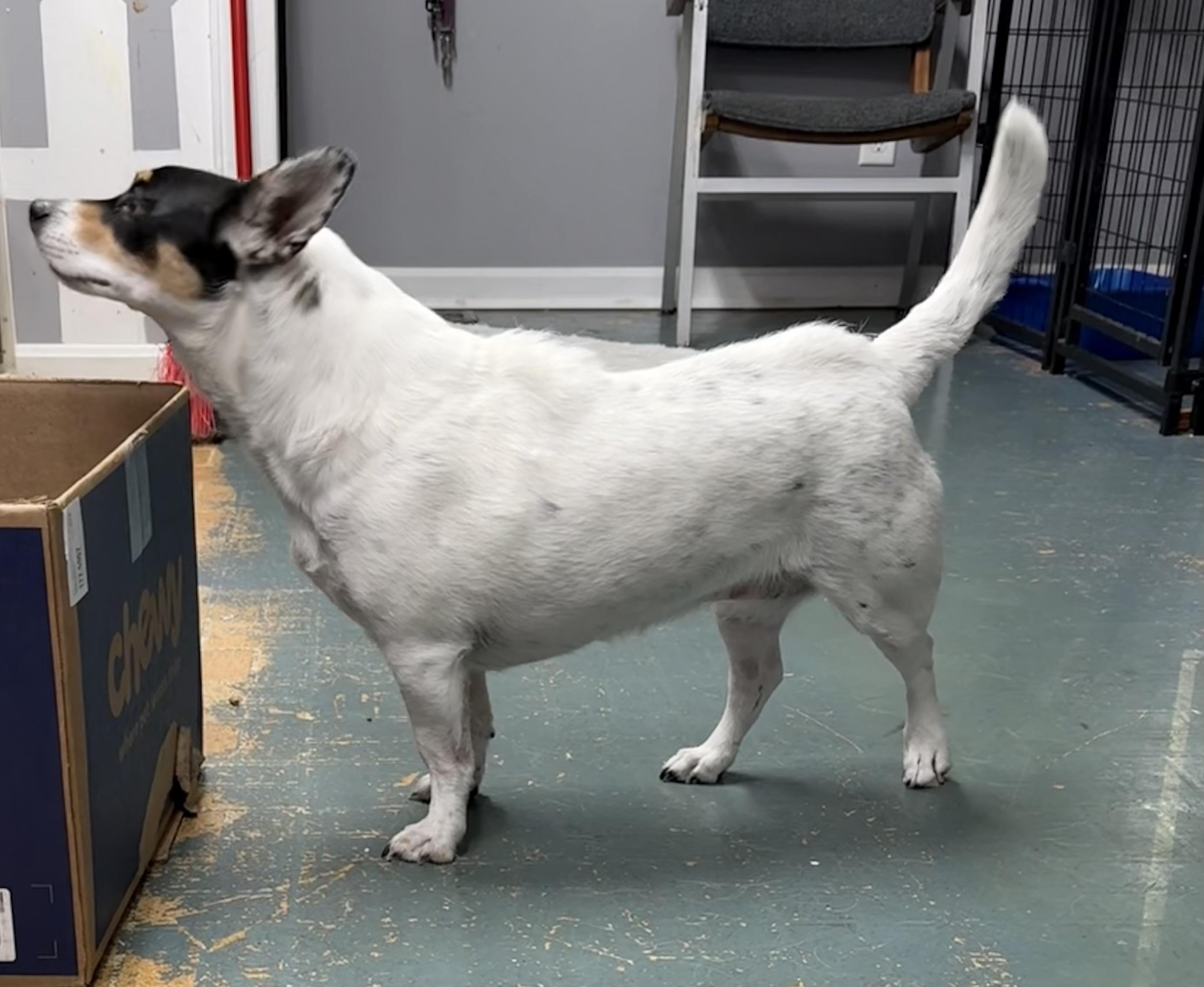 Millie, a ADOPTABLE mixed breed in Owensboro, KY image 2/4