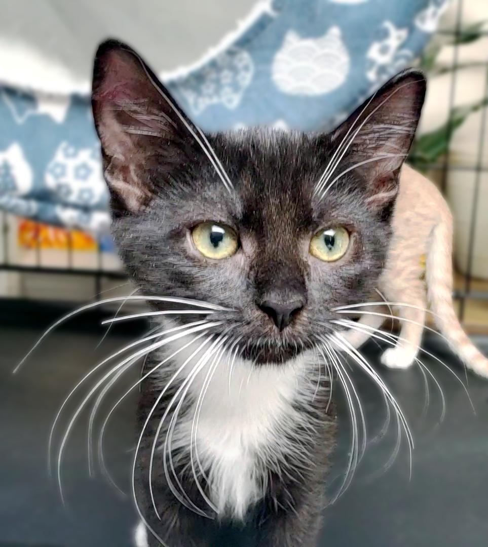 Barclay (Graham), ADOPTABLE, Kitten Male Domestic Short Hair.