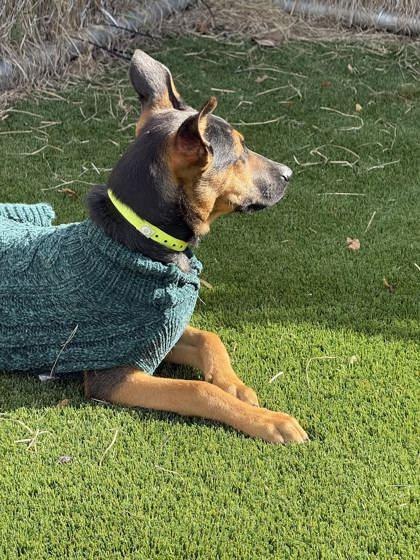 Enlarge Delta, a ADOPTABLE mixed breed in Hamilton, MT image 4/4