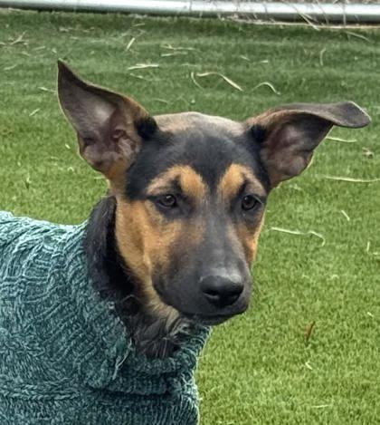 Delta, ADOPTABLE, Young Female Australian Cattle Dog / Blue Heeler.