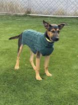 Enlarge Delta, a ADOPTABLE mixed breed in Hamilton, MT image 2/4