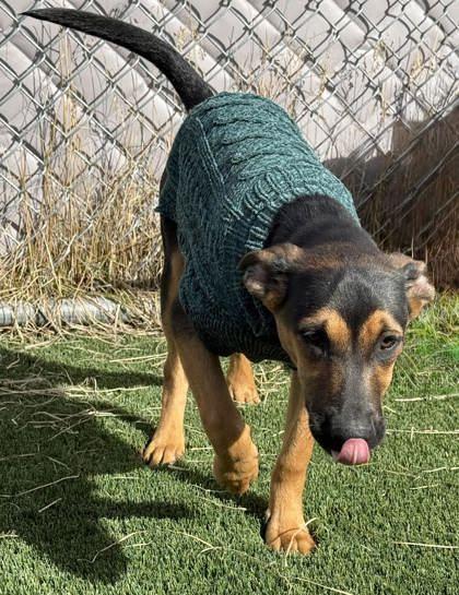 Enlarge Delta, a ADOPTABLE mixed breed in Hamilton, MT image 3/4