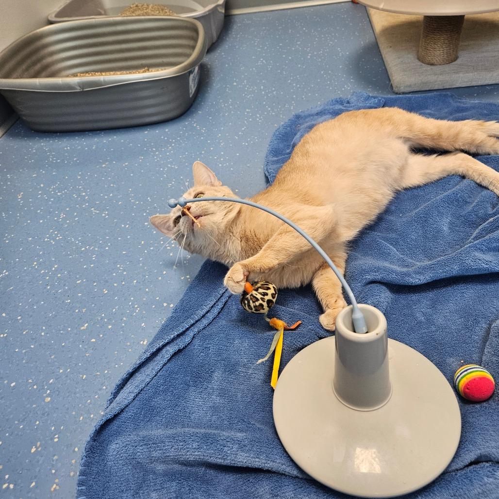 Hickory, Adoptable, Adult Male Domestic Short Hair.