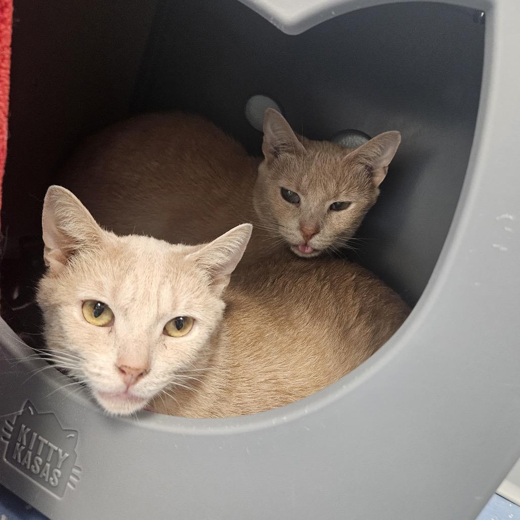 Hickory, a Adoptable Domestic Short Hair in Watertown, NY image 2/4