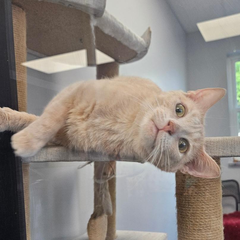Hickory, a Adoptable Domestic Short Hair in Watertown, NY image 4/4