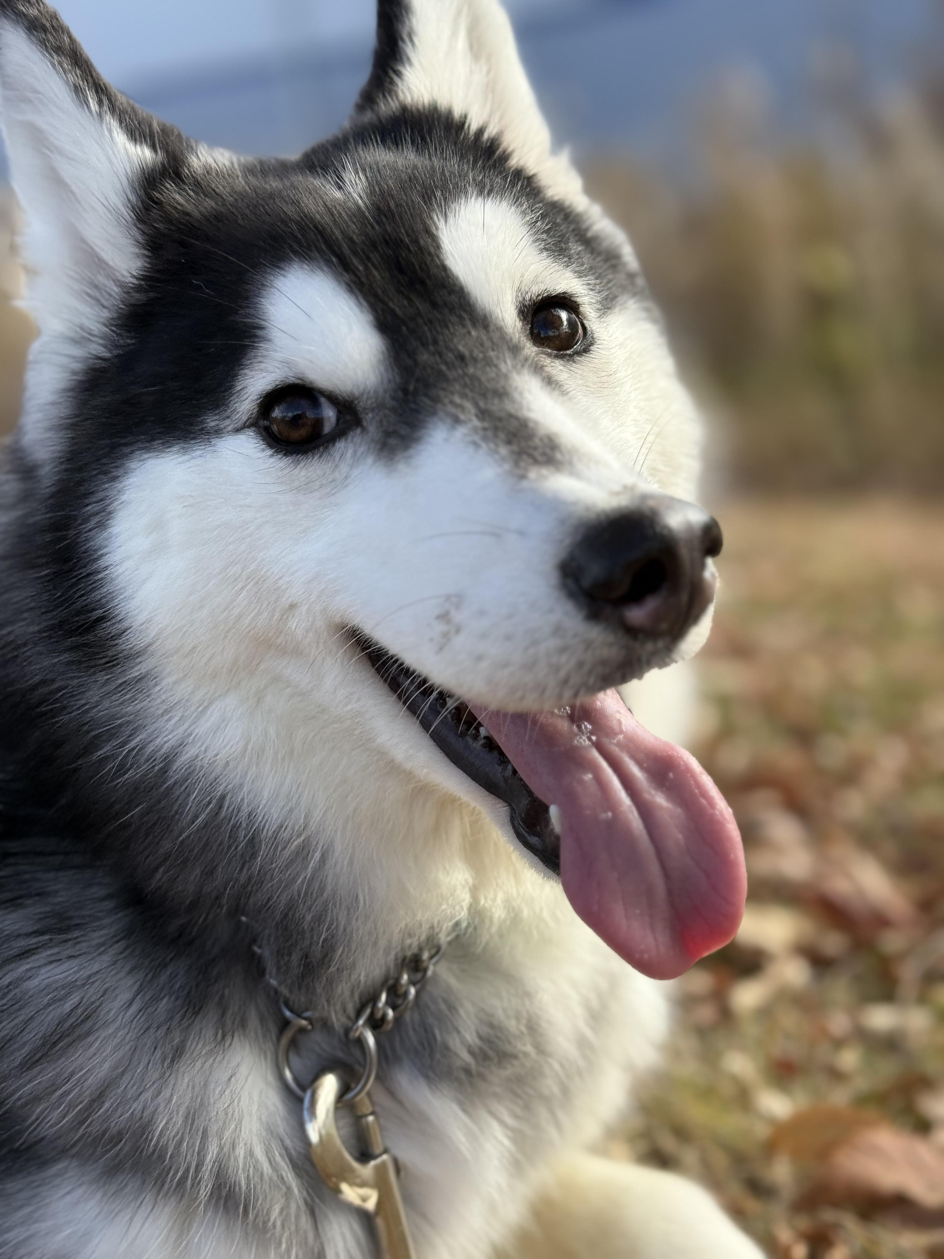 Sadie, a Adoptable mixed breed in South Lyon, MI image 1/4
