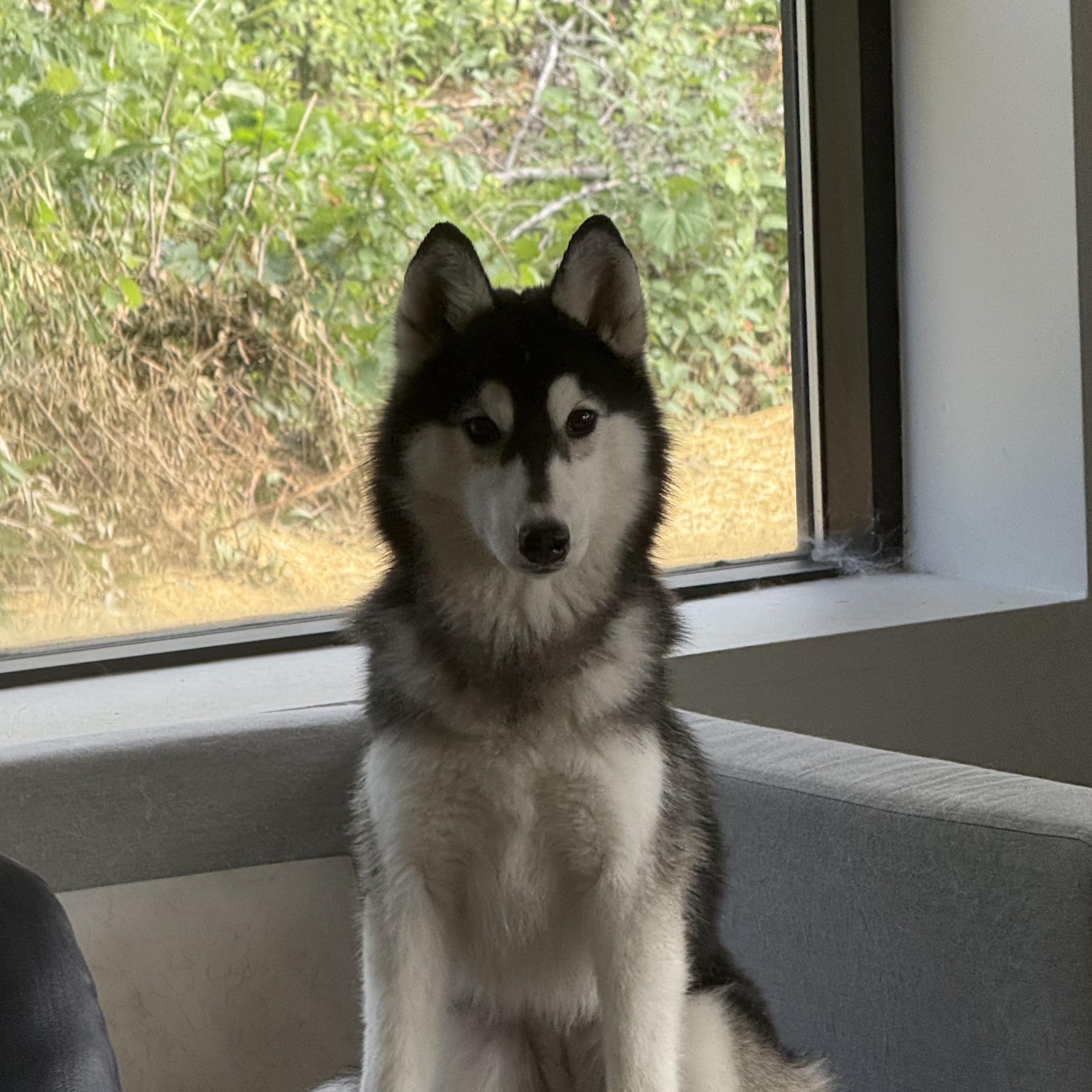 Sadie, a Adoptable mixed breed in South Lyon, MI image 3/4