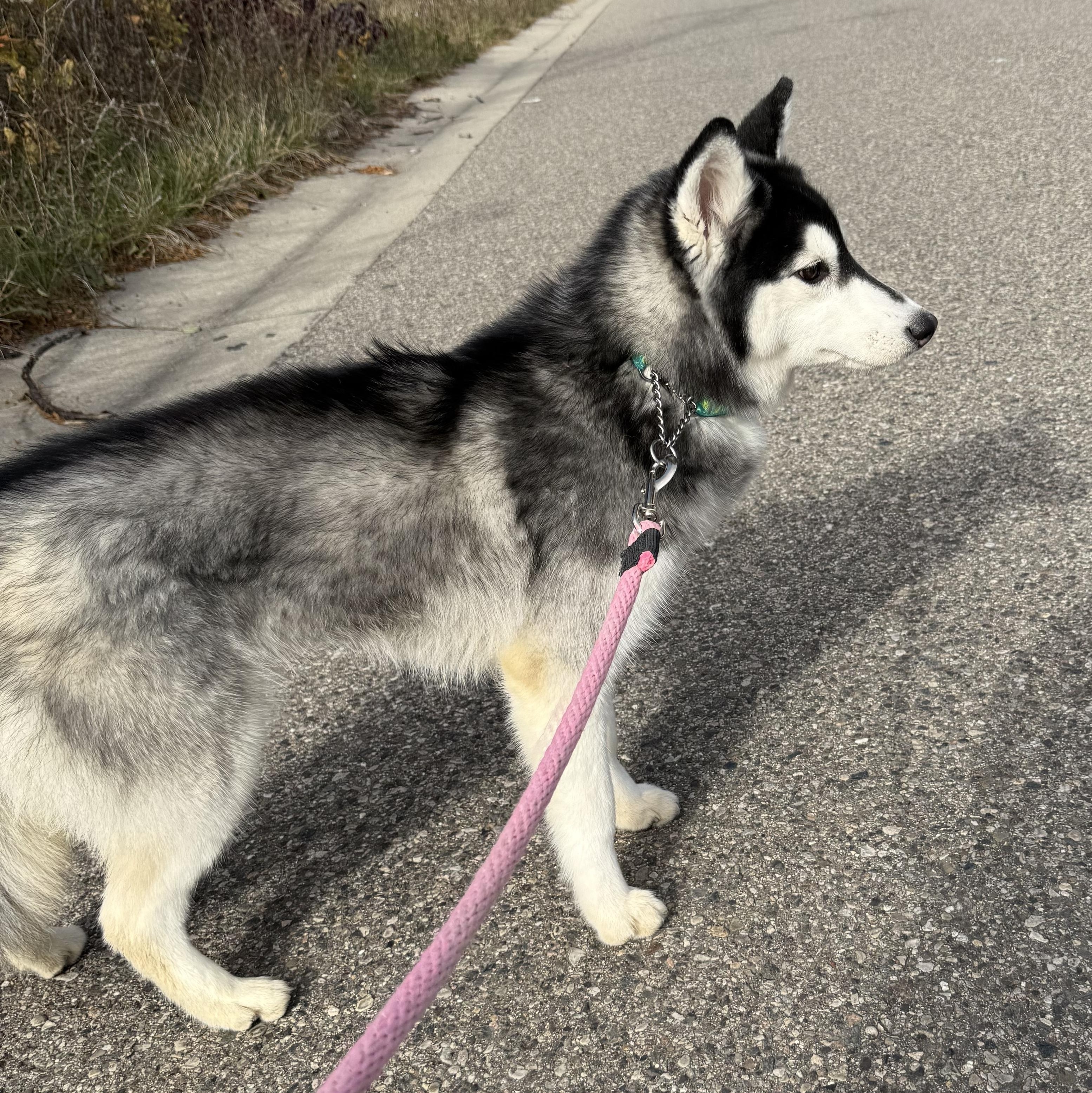 Sadie, a Adoptable mixed breed in South Lyon, MI image 2/4