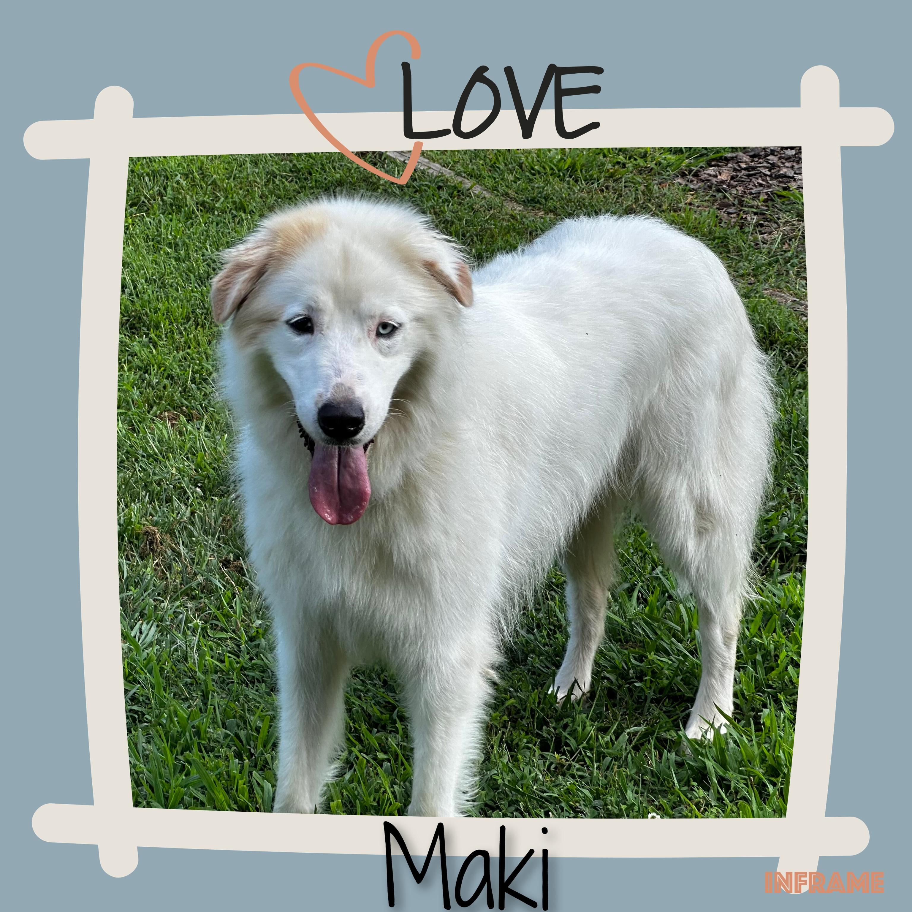 Enlarge Maki, a ADOPTABLE Great Pyrenees in Fredericksburg, VA image 3/6
