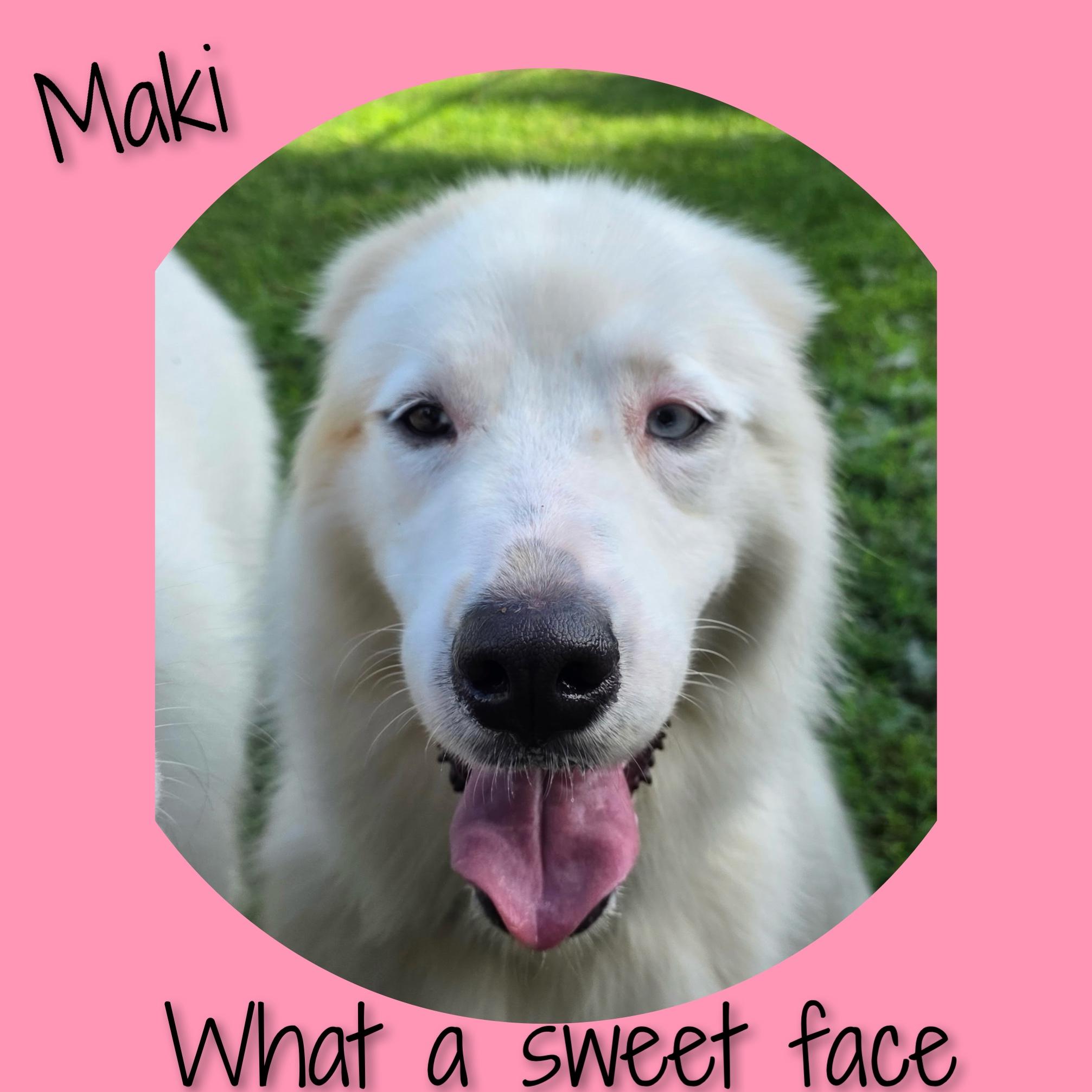 Enlarge Maki, a ADOPTABLE Great Pyrenees in Fredericksburg, VA image 5/6
