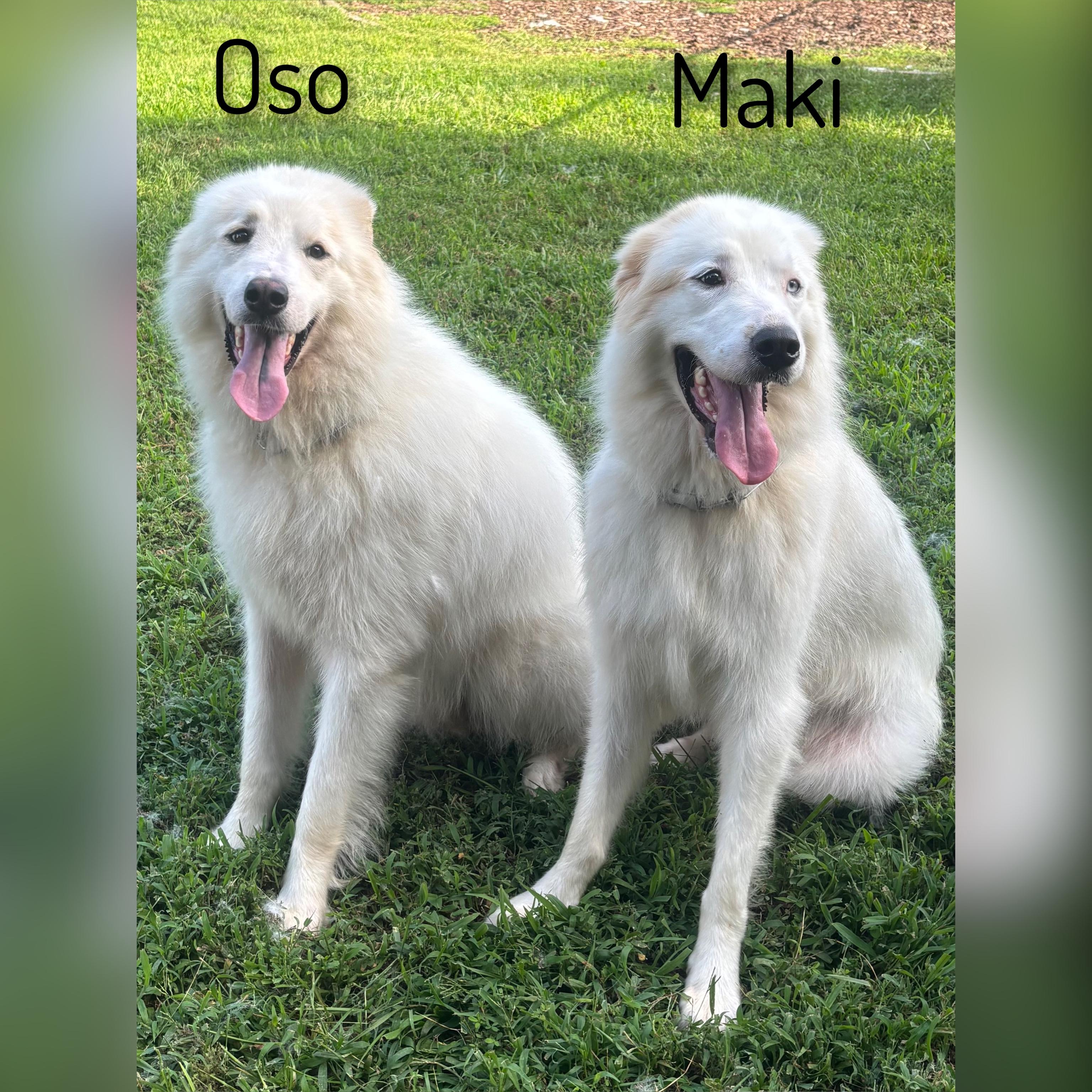 Enlarge Maki, a ADOPTABLE Great Pyrenees in Fredericksburg, VA image 6/6