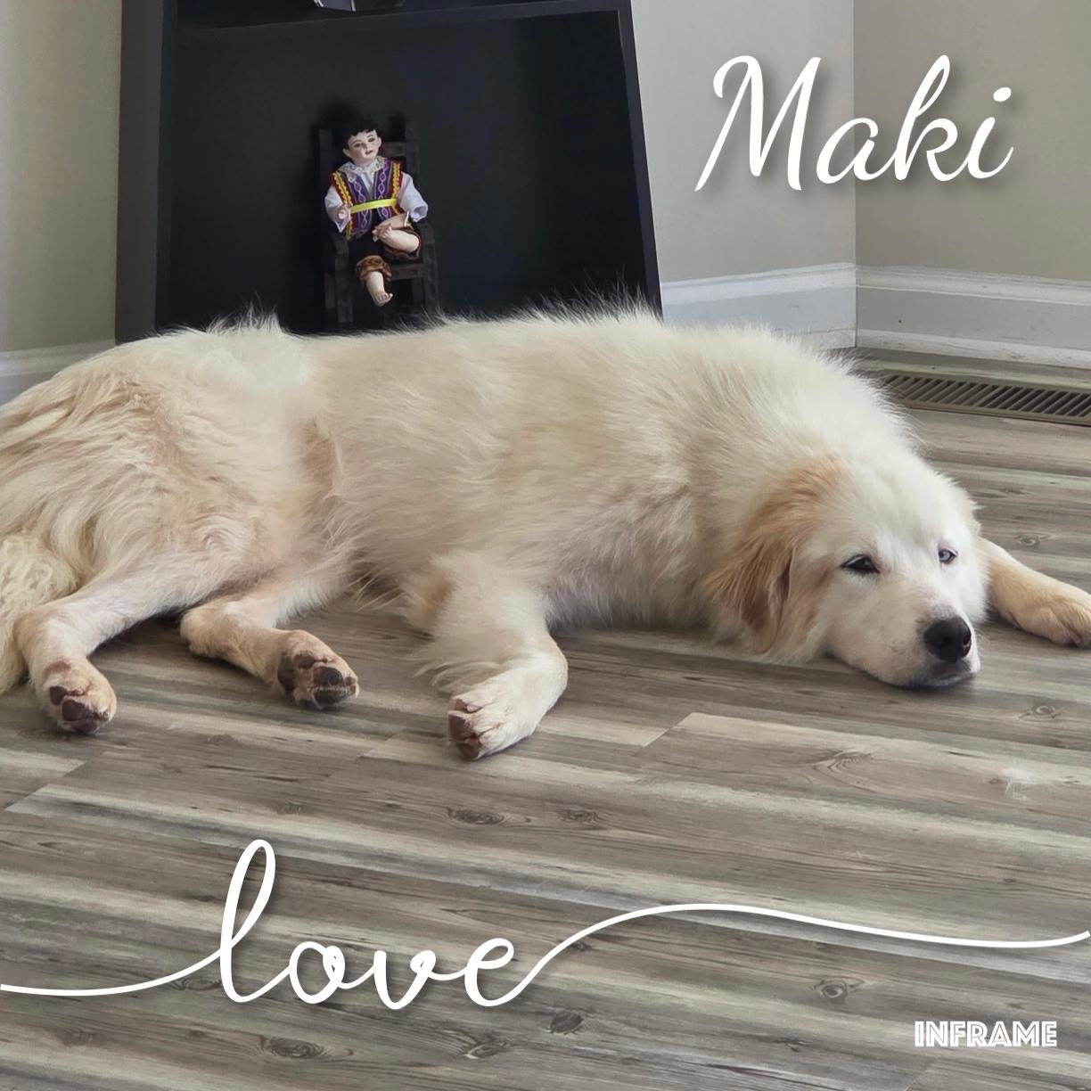 Enlarge Maki, a ADOPTABLE Great Pyrenees in Fredericksburg, VA image 4/6