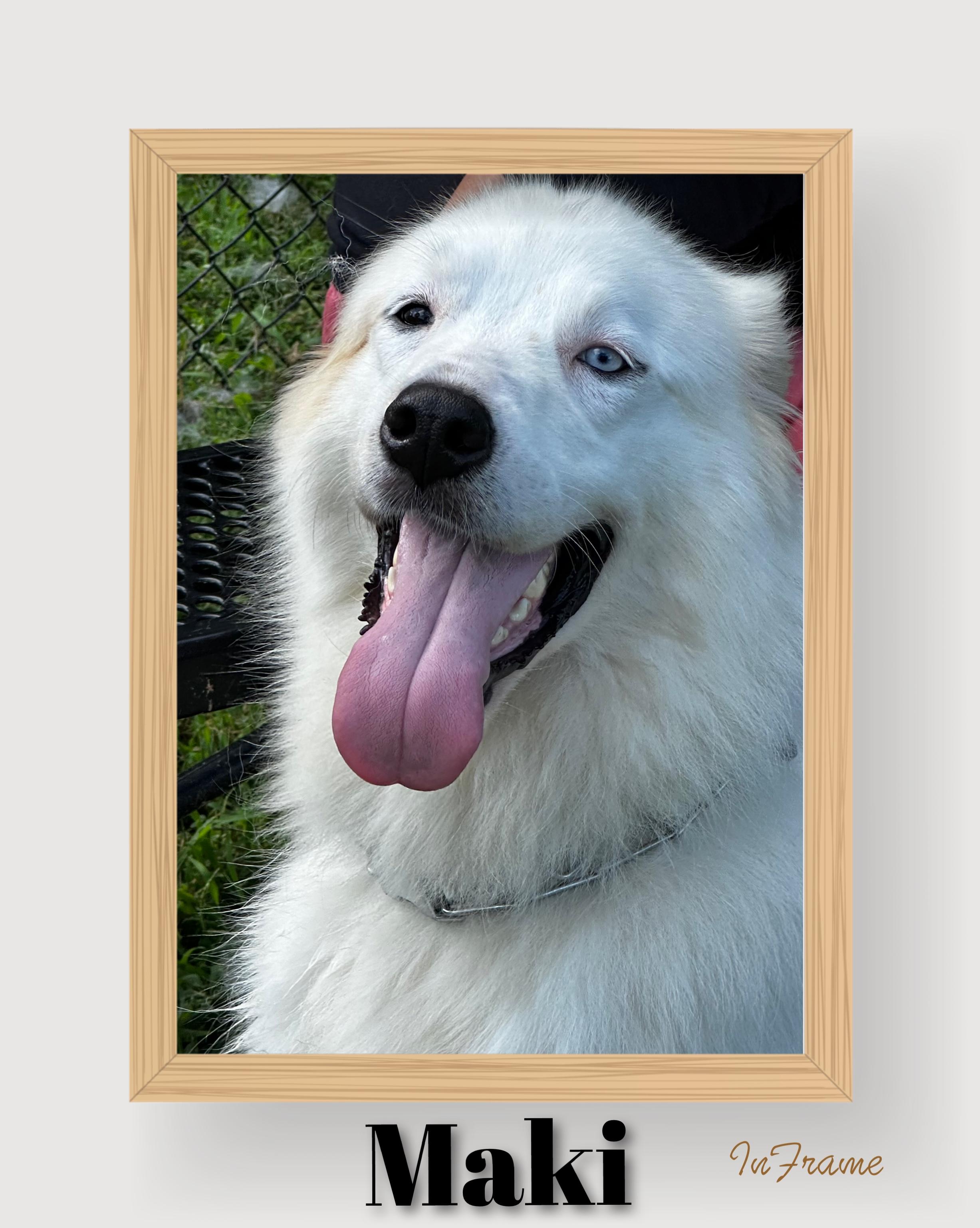 Maki, ADOPTABLE, Adult Female Great Pyrenees.