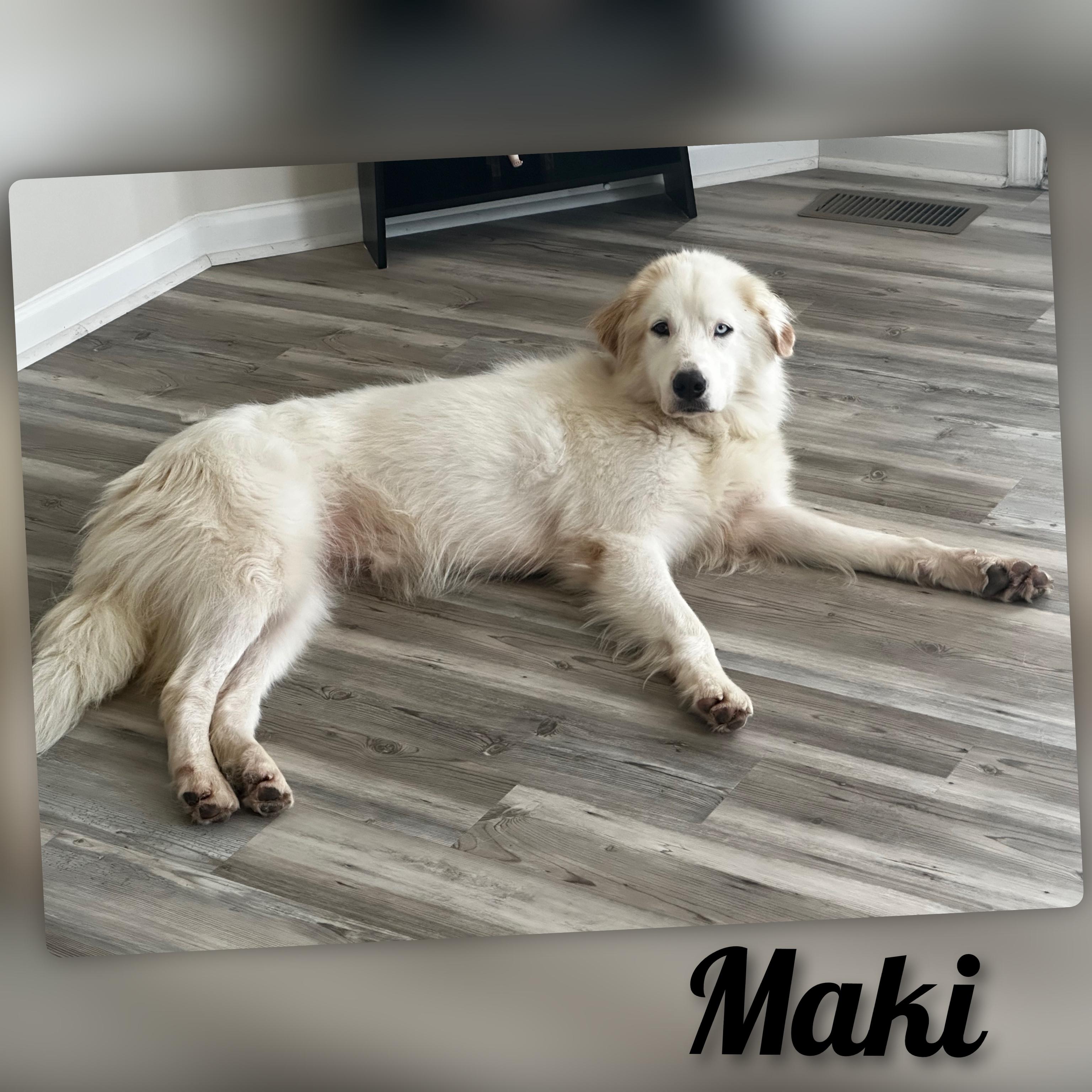 Enlarge Maki, a ADOPTABLE Great Pyrenees in Fredericksburg, VA image 2/6