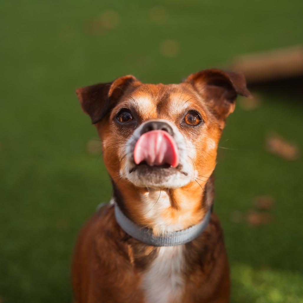 Ace, Adoptable, Adult Male Chihuahua & Shih Tzu.