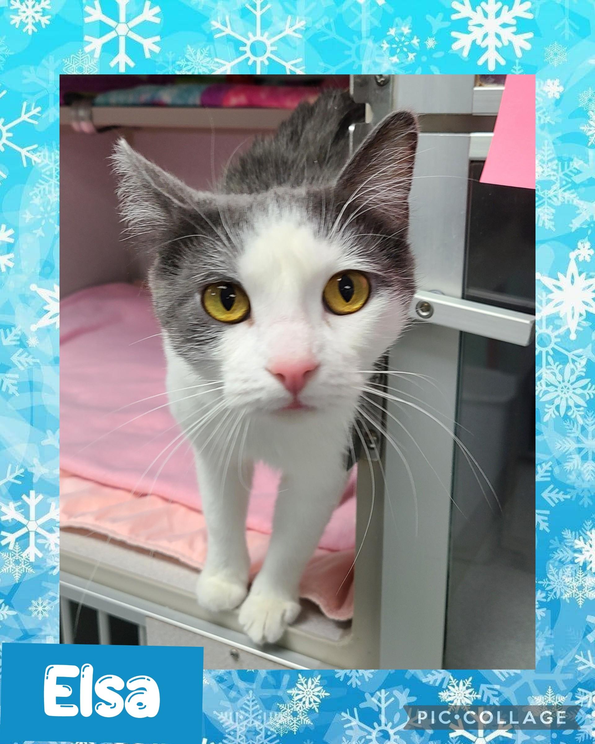 Enlarge Elsa, an adopted Domestic Short Hair in Iron River, MI image 1/1