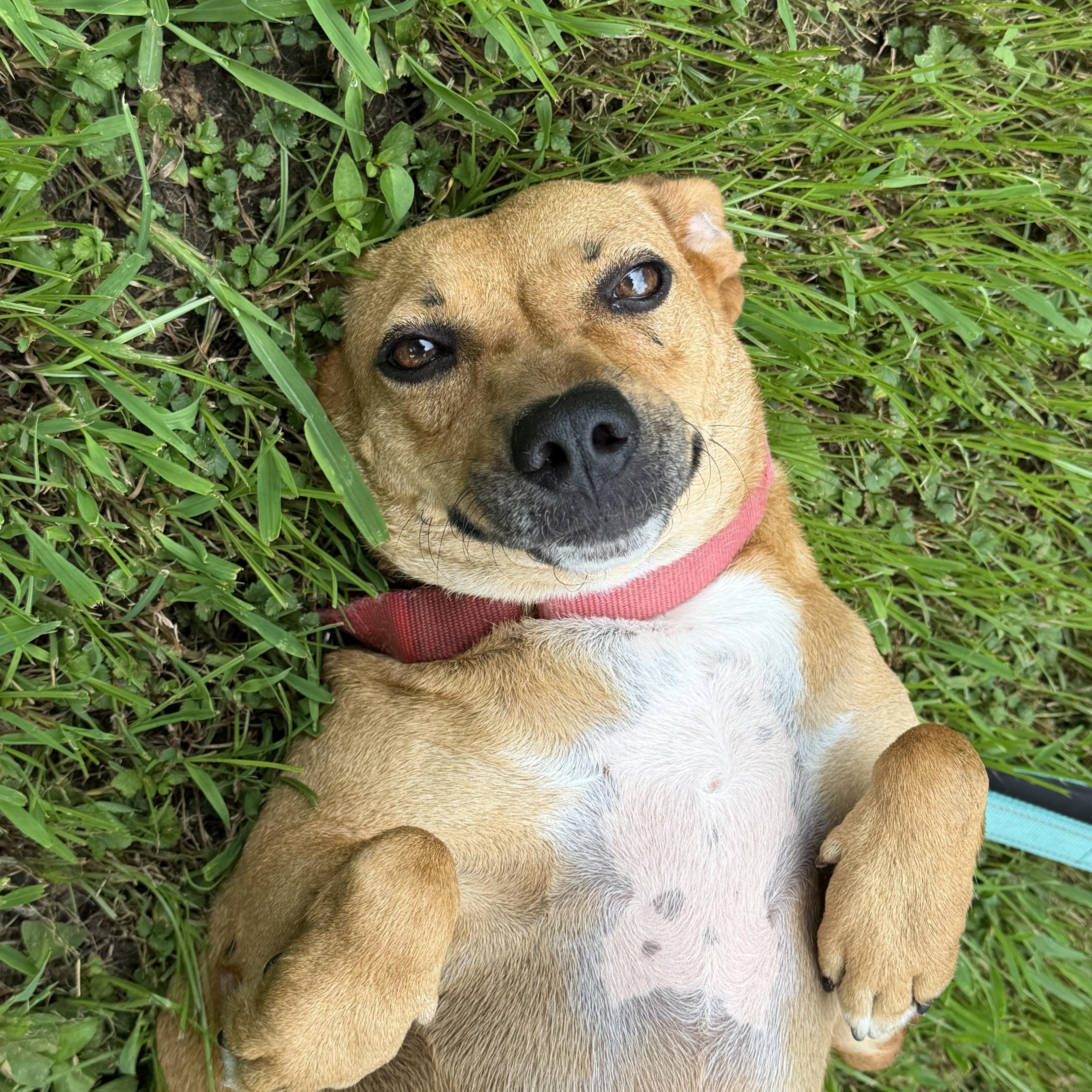 Peaches, a ADOPTABLE mixed breed in Watertown, CT image 3/6