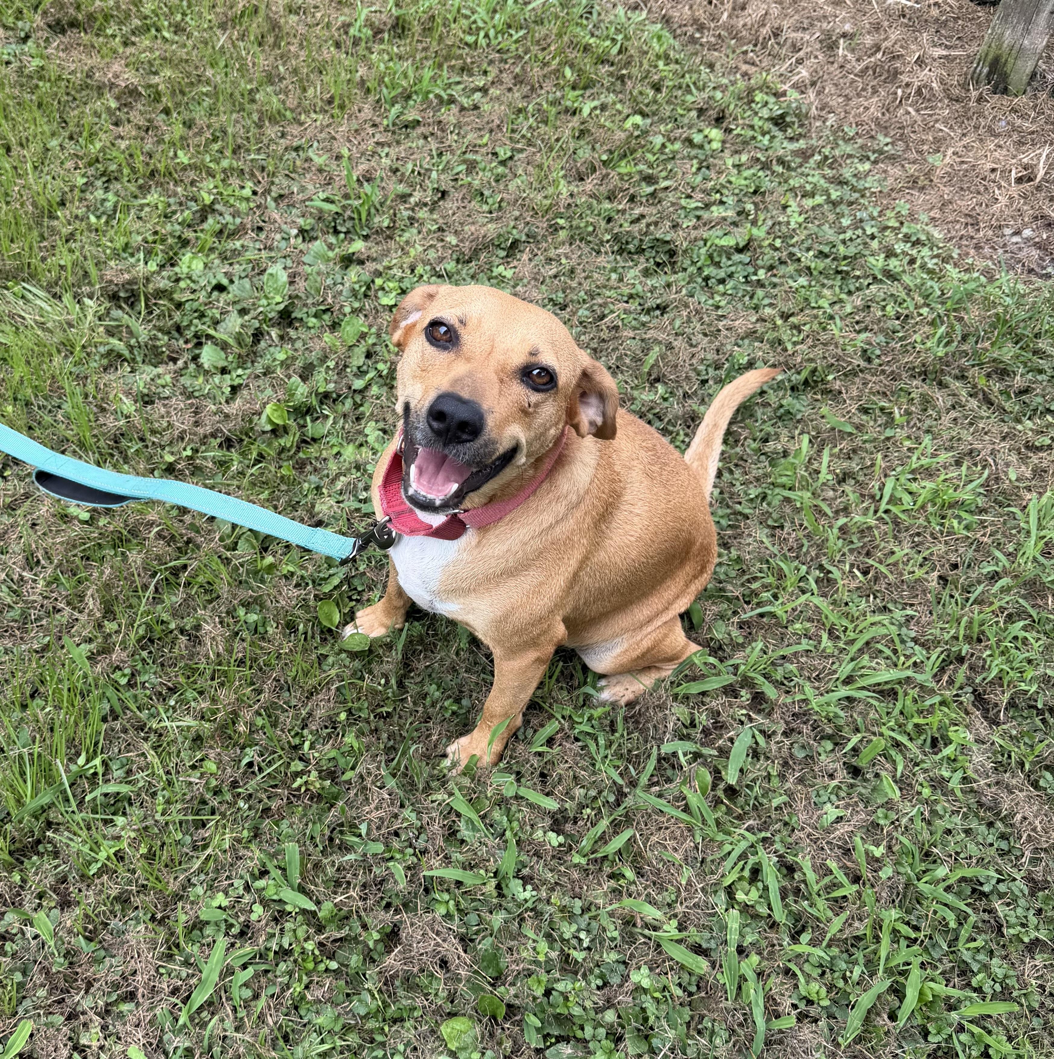 Peaches, a ADOPTABLE mixed breed in Watertown, CT image 2/6