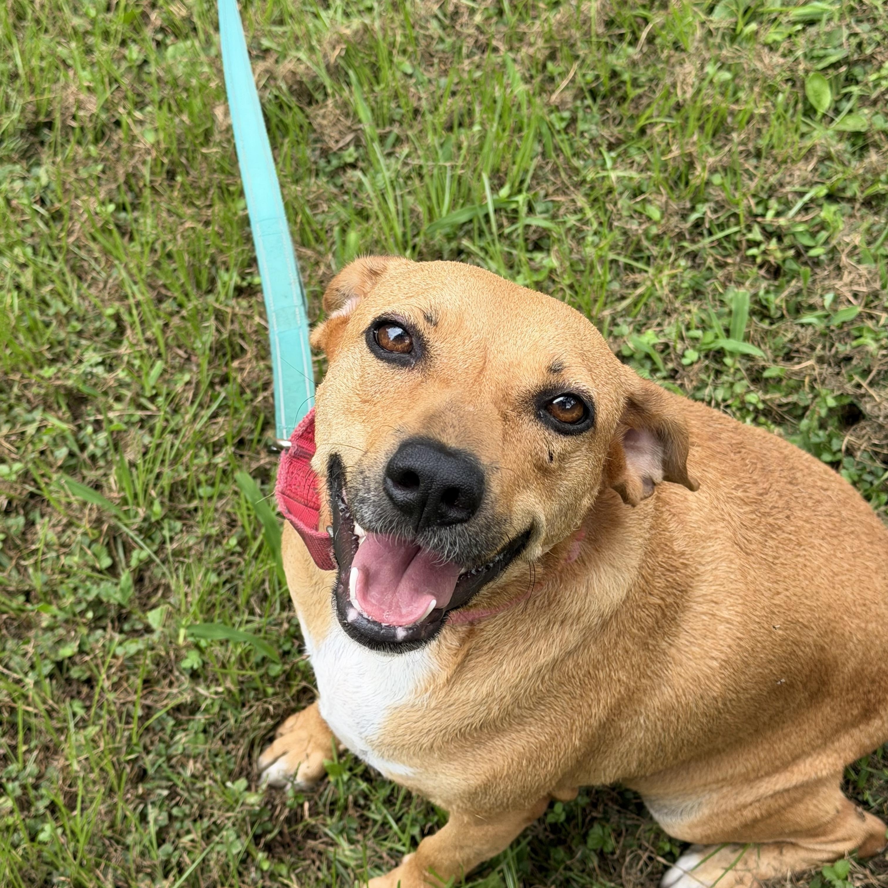 Peaches, ADOPTABLE, Young Female Labrador Retriever & Boxer.