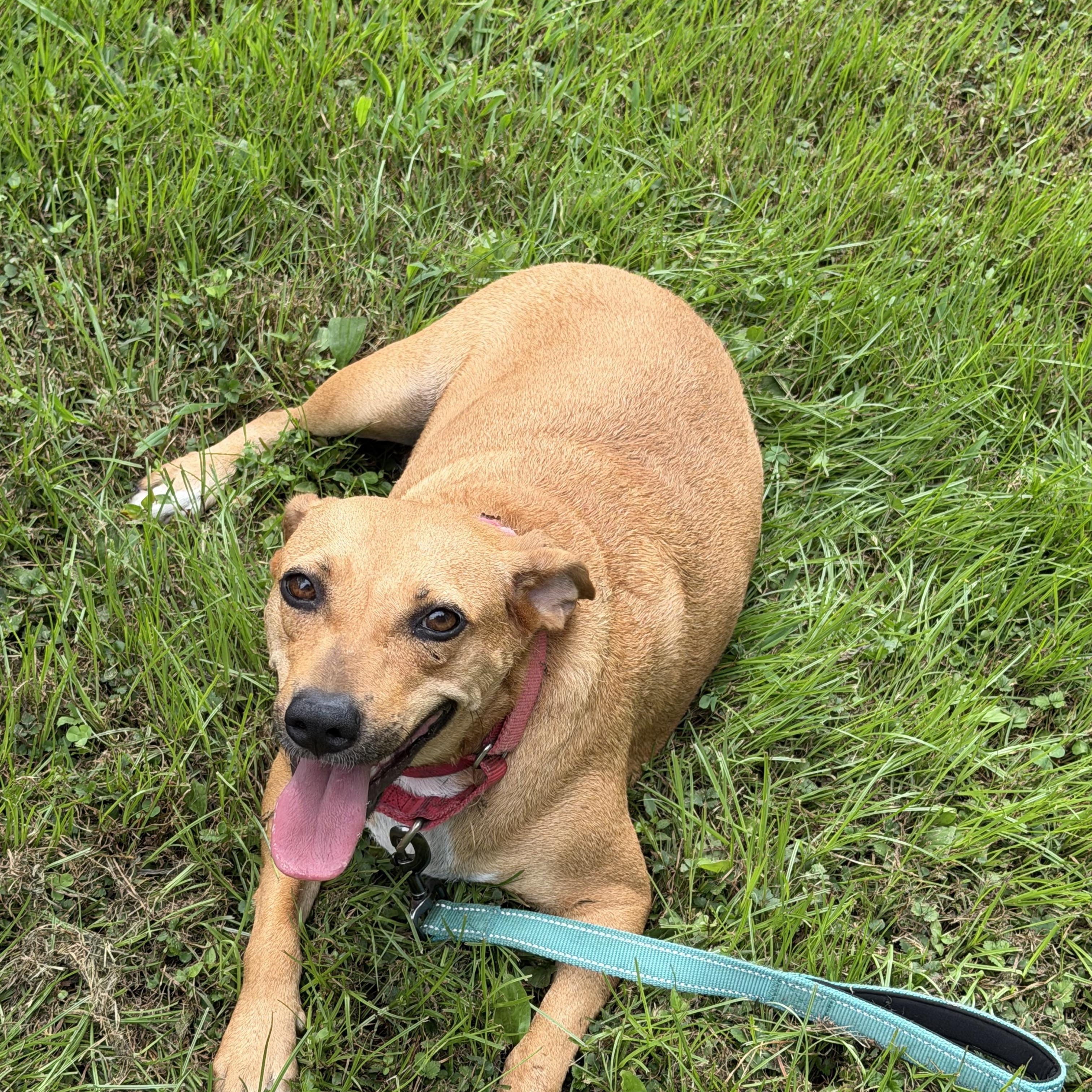 Peaches, a ADOPTABLE mixed breed in Watertown, CT image 4/6