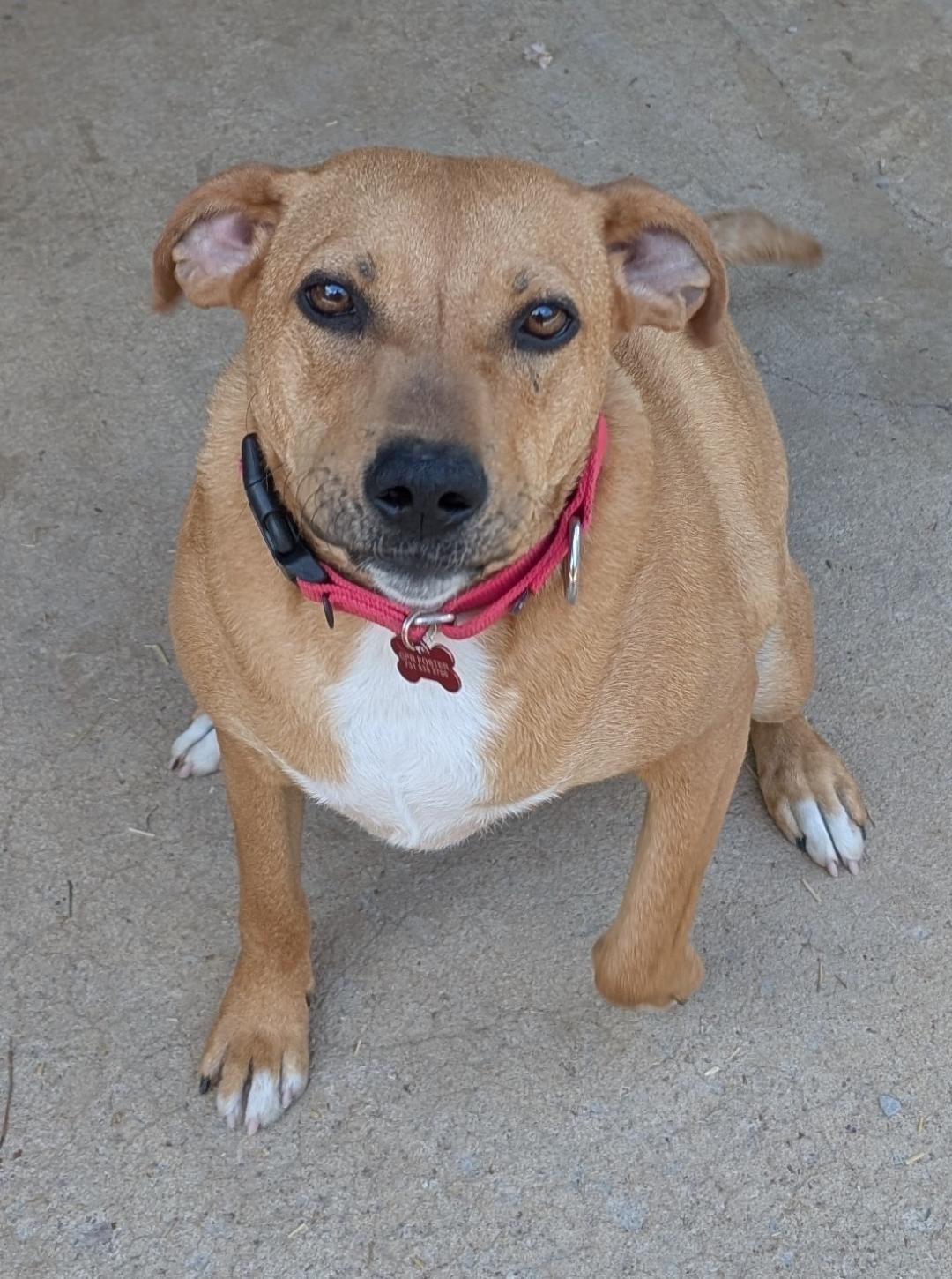 Peaches, a ADOPTABLE mixed breed in Watertown, CT image 6/6