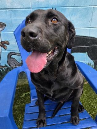 Diana, Adoptable, Adult Female Labrador Retriever & Mixed Breed.