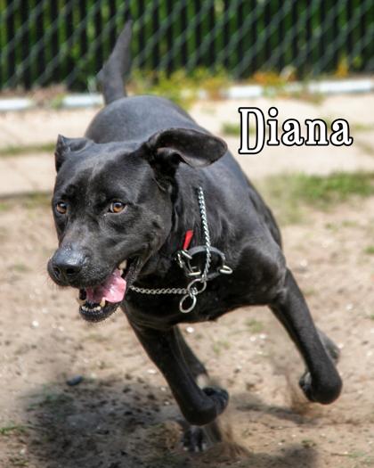 Enlarge Diana, a Adoptable mixed breed in Savannah, GA image 3/3
