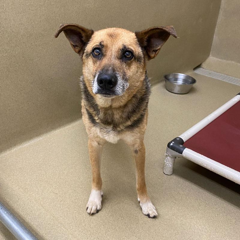 Owsley, ADOPTABLE, Senior Male Shepherd.