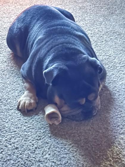 TINA, a Adoptable English Bulldog in Bonney Lake, WA image 4/4