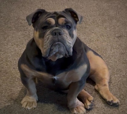 TINA, a Adoptable English Bulldog in Bonney Lake, WA image 2/4