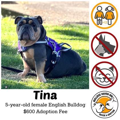 TINA, Adoptable, Young Female English Bulldog.
