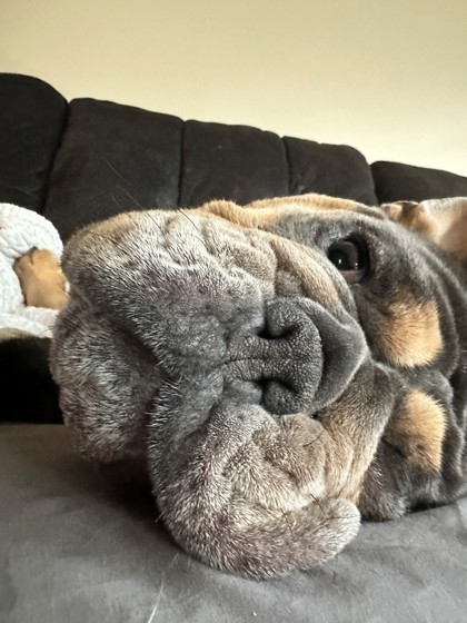 TINA, a Adoptable English Bulldog in Bonney Lake, WA image 3/4