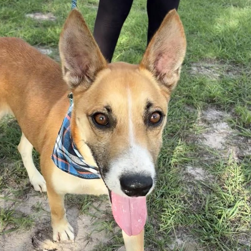 Flako — thumbnail 4