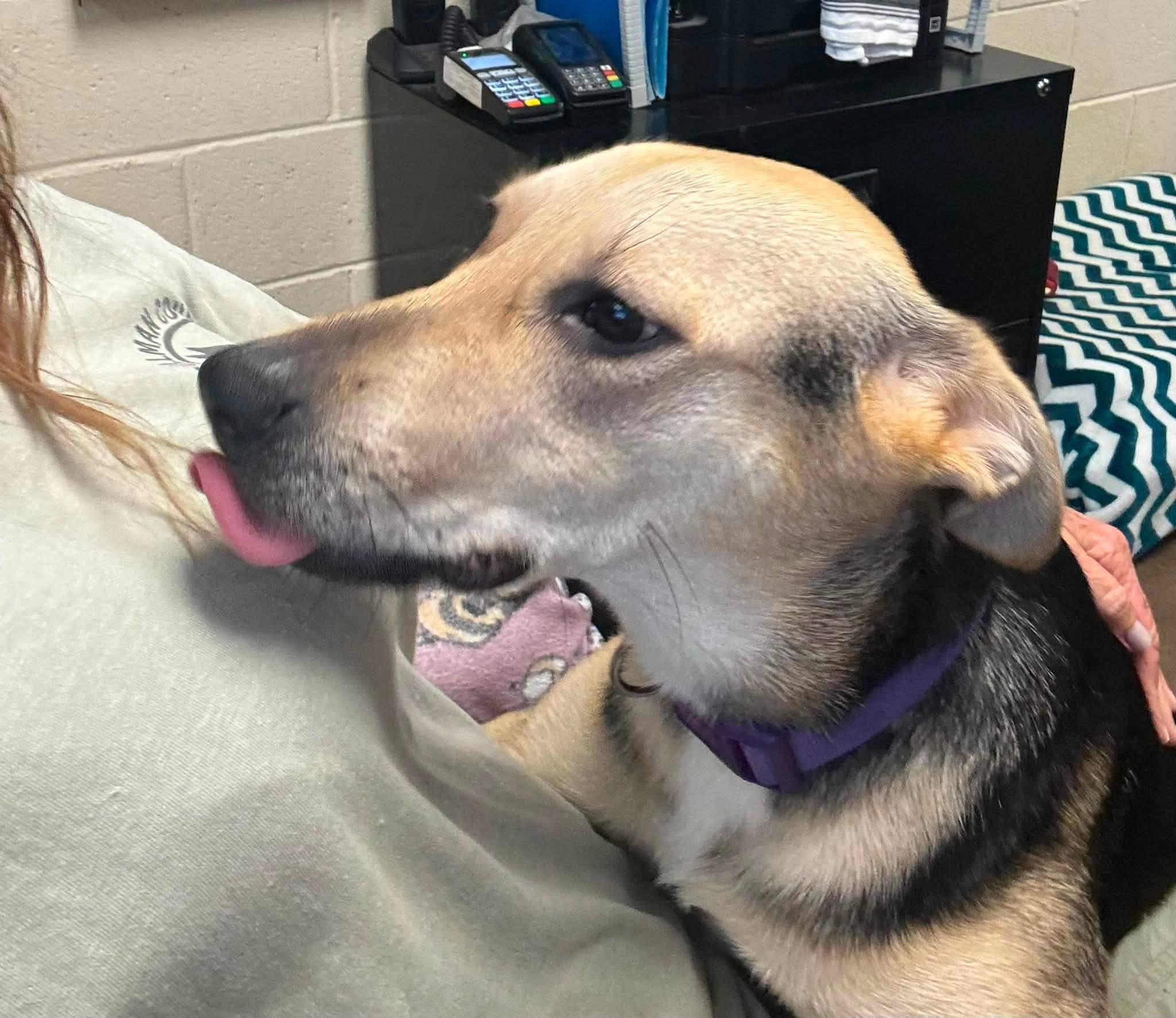 PATTY HALLIE, an adopted Shepherd in Cullman, AL image 3/6