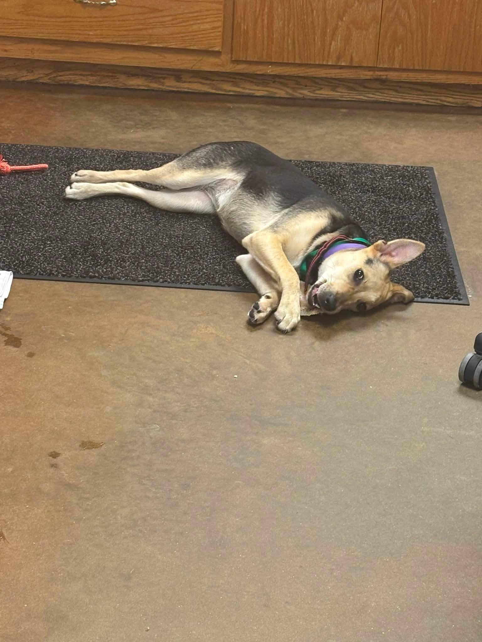 PATTY HALLIE, an adopted Shepherd in Cullman, AL image 5/6
