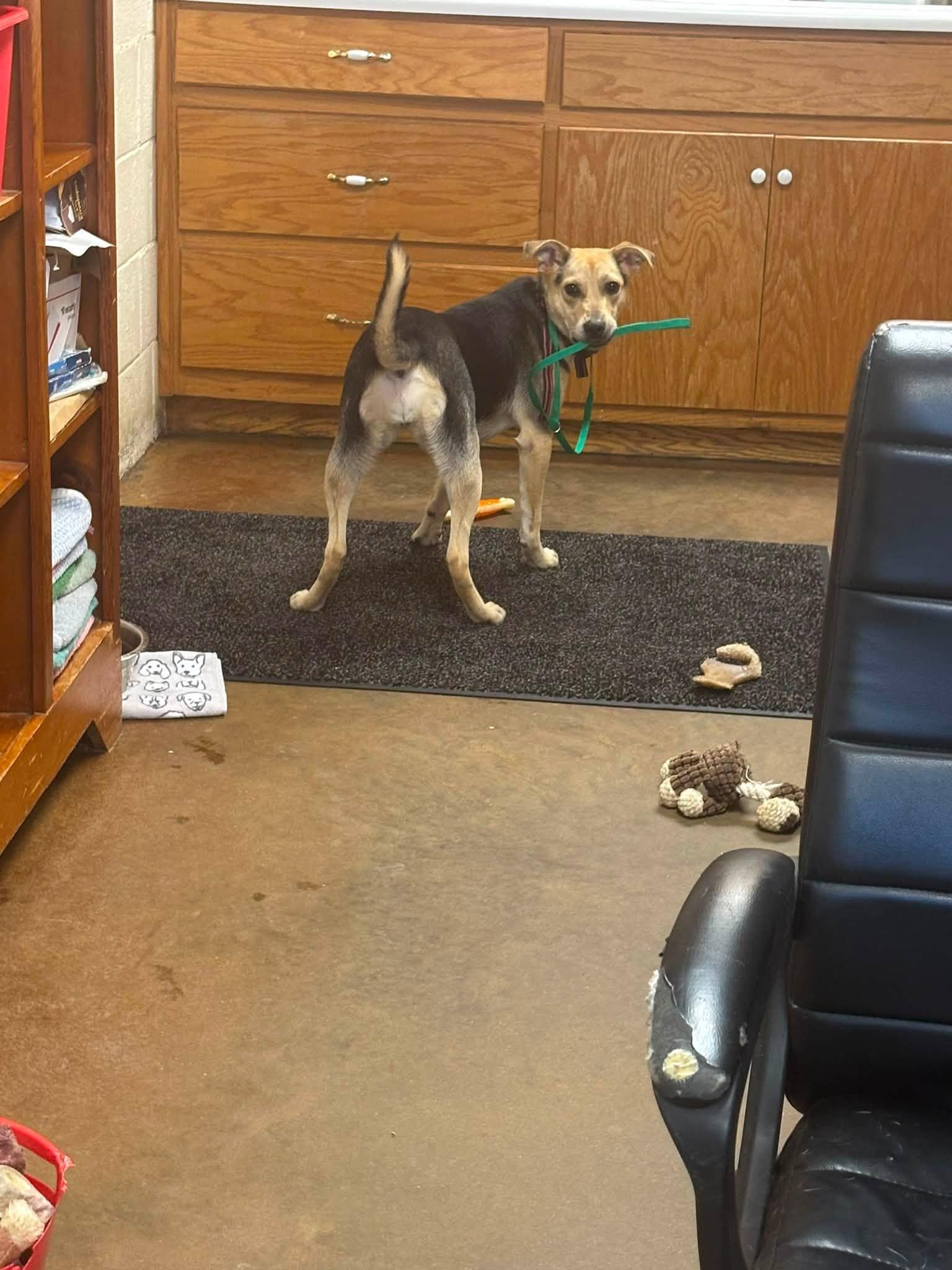 PATTY HALLIE, an adopted Shepherd in Cullman, AL image 6/6