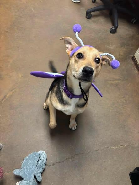 PATTY HALLIE, adopted, Adult Female Shepherd.