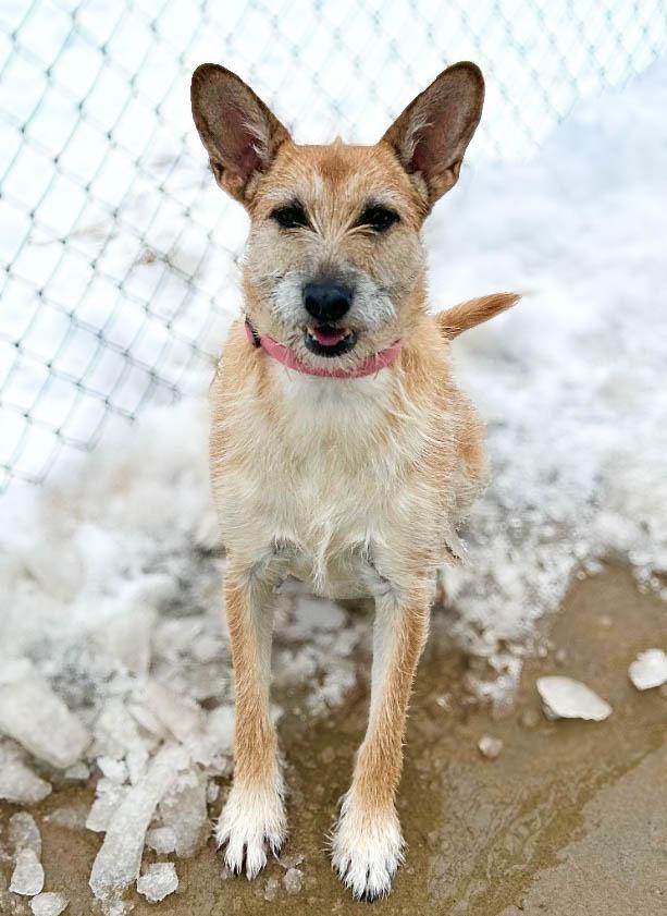 Chloe, Adopted, Adult Female Fox Terrier.