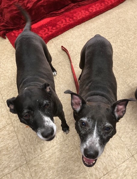 Park and Paisley, an adopted Mixed Breed in Miller Beach, IN_image-1