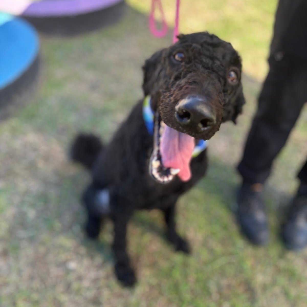 Enlarge Anubis, a Adoptable Standard Poodle in Jersey city , NJ image 6/6