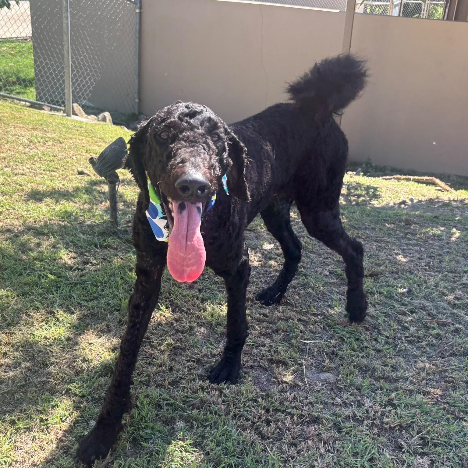 Anubis, Adoptable, Adult Male Standard Poodle.