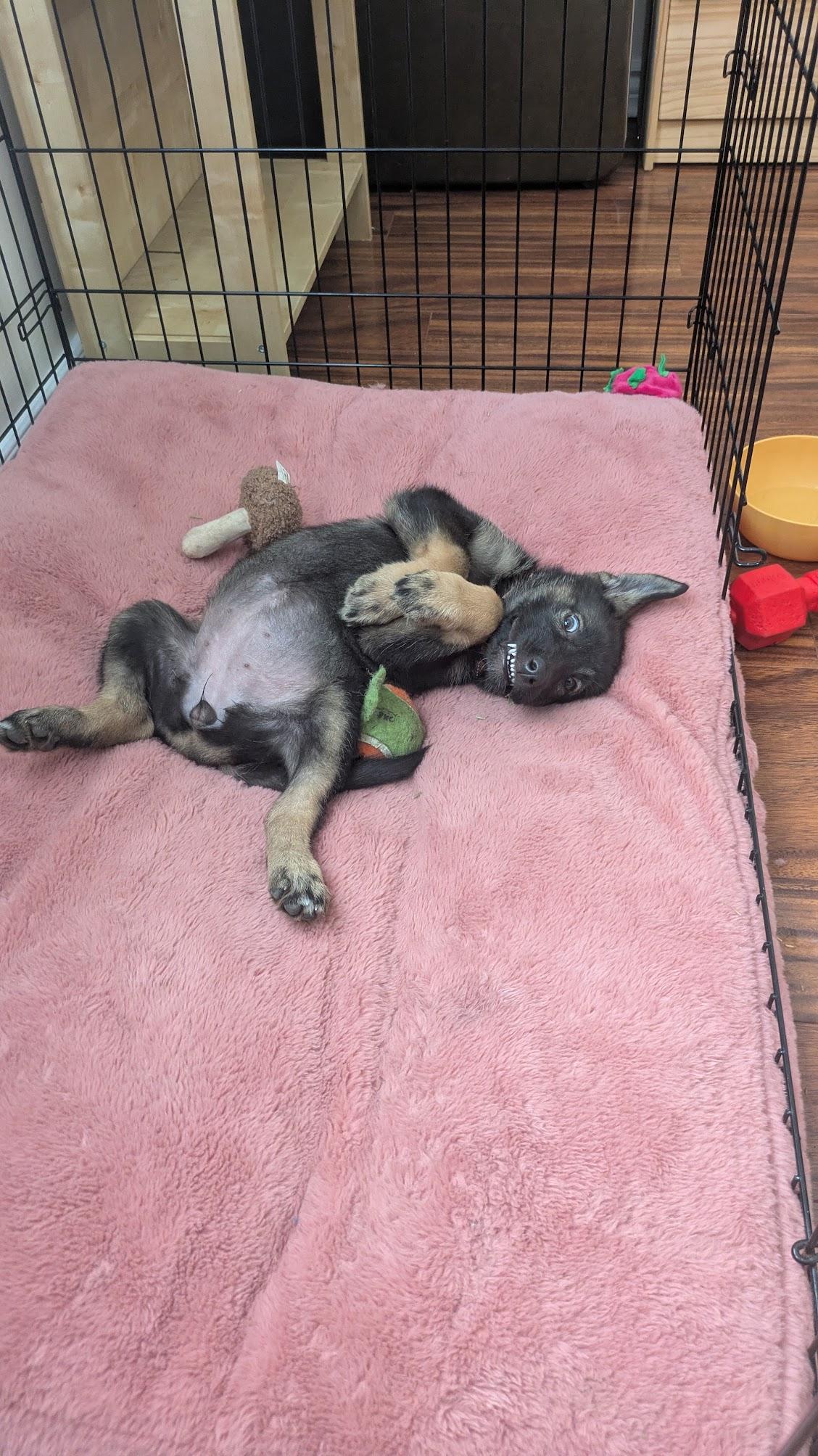 Enlarge Leda, an adopted mixed breed in Toronto, ON image 4/6
