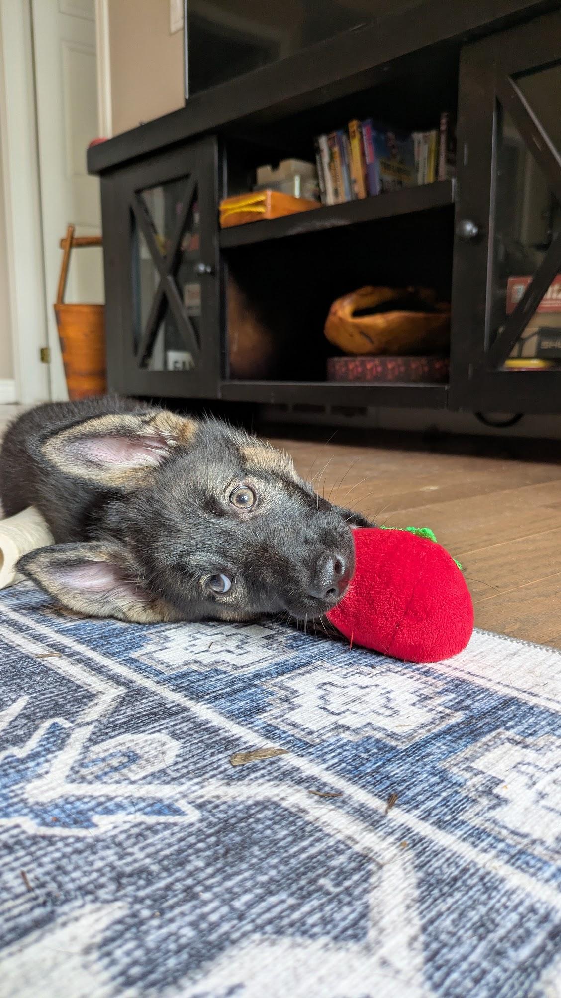 Enlarge Leda, an adopted mixed breed in Toronto, ON image 3/6