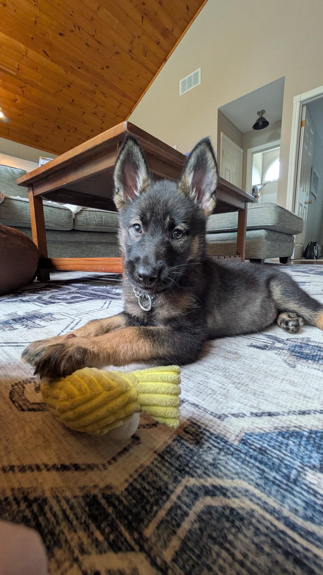 Leda, adopted, Puppy Female German Shepherd Dog.