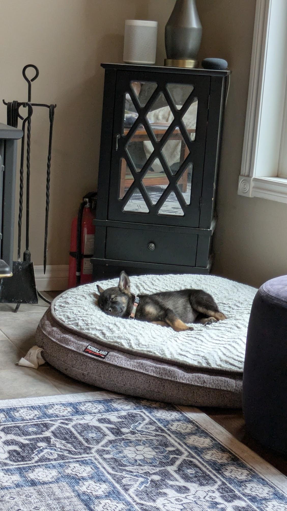 Enlarge Leda, an adopted mixed breed in Toronto, ON image 6/6
