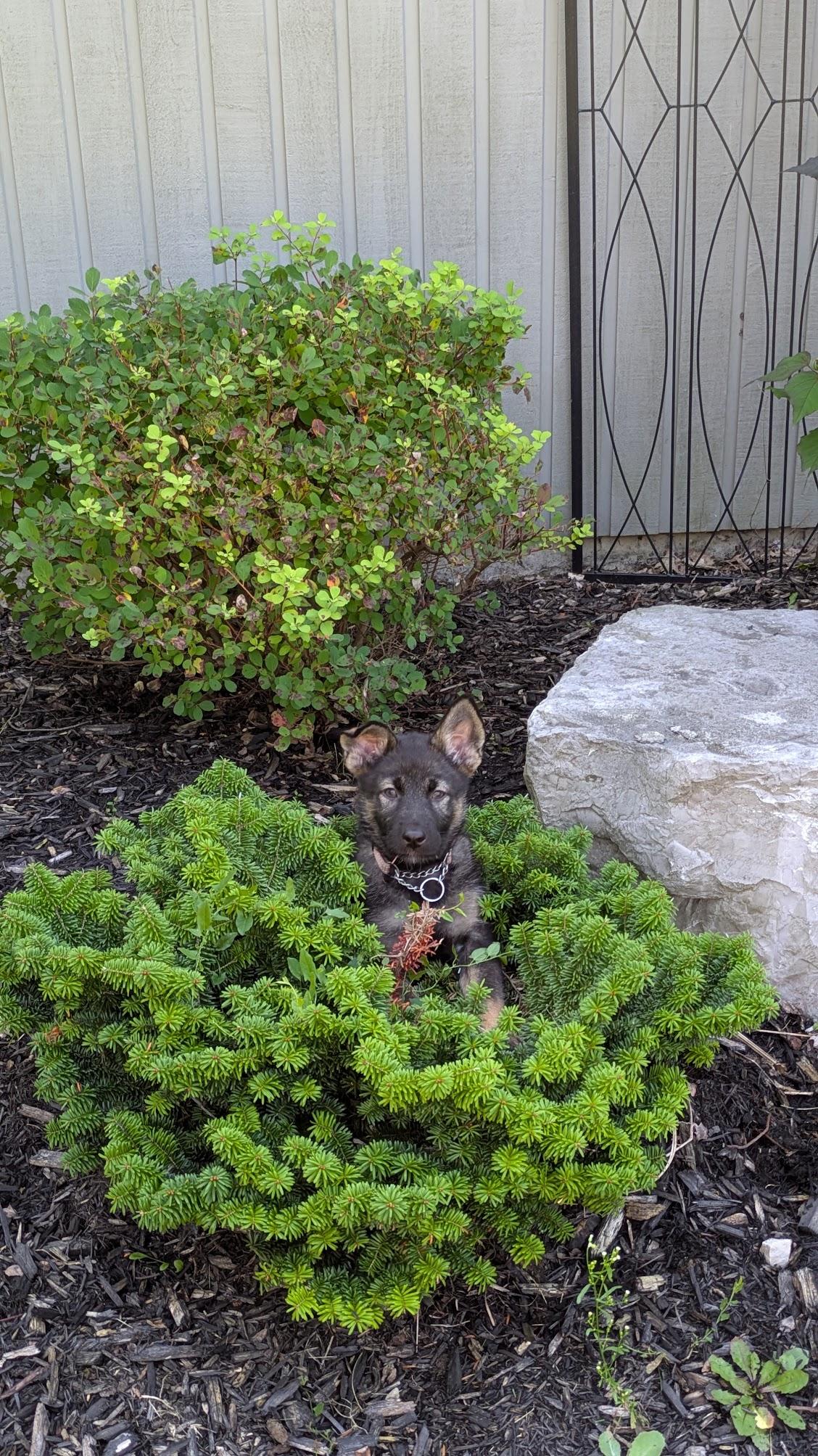 Enlarge Leda, an adopted mixed breed in Toronto, ON image 5/6