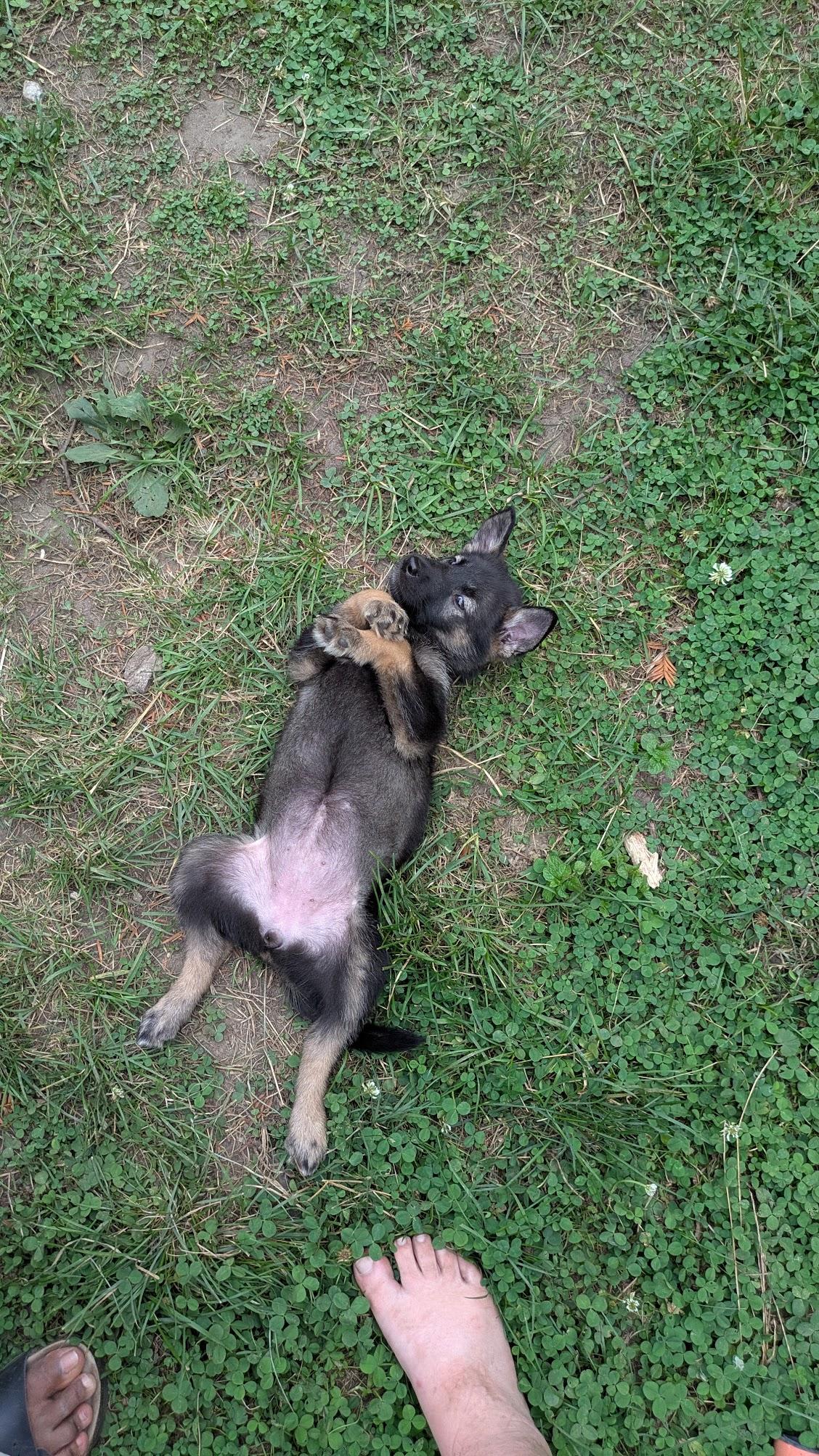 Enlarge Leda, an adopted mixed breed in Toronto, ON image 2/6