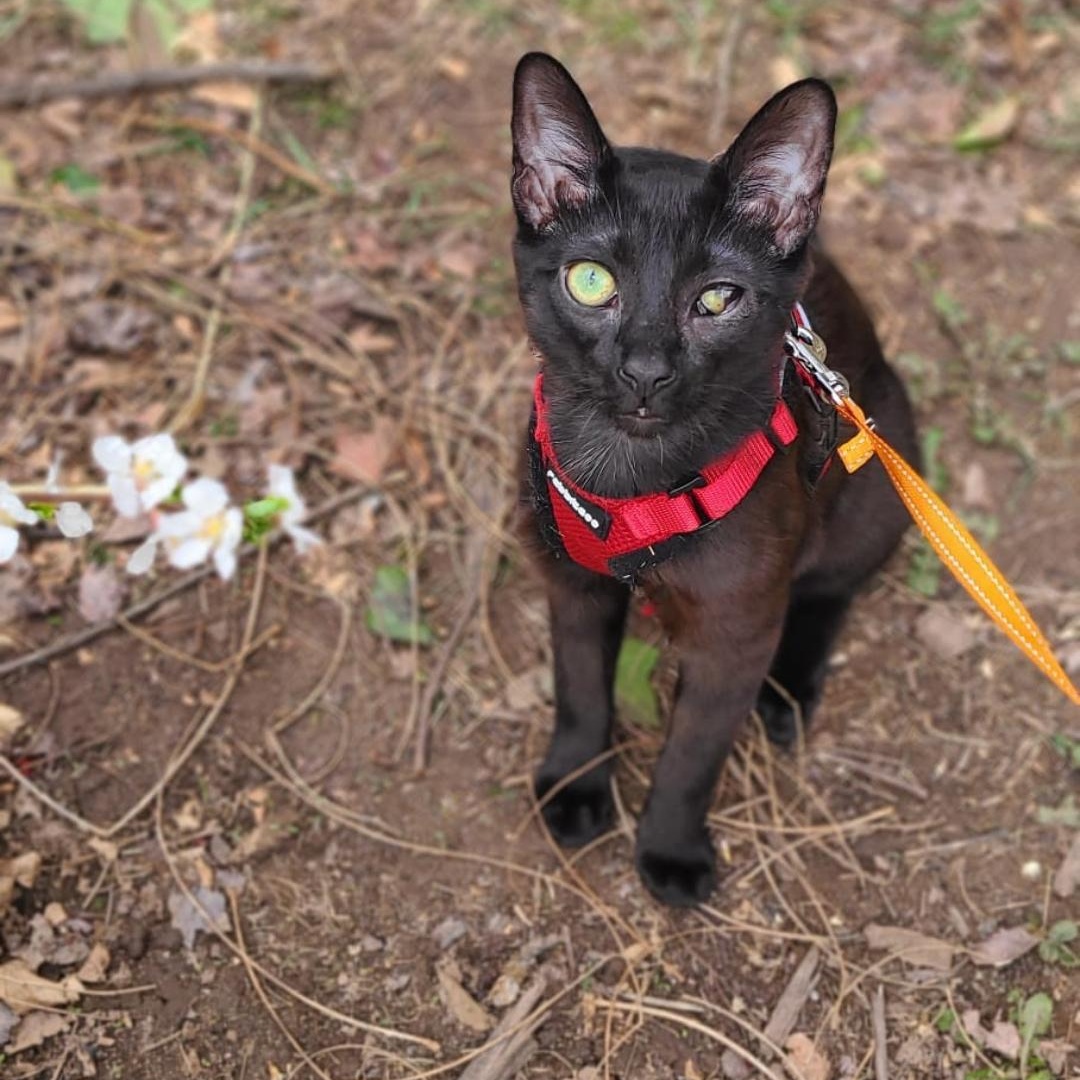 Solè, a Adoptable American Shorthair in Brooklyn, NY image 2/6