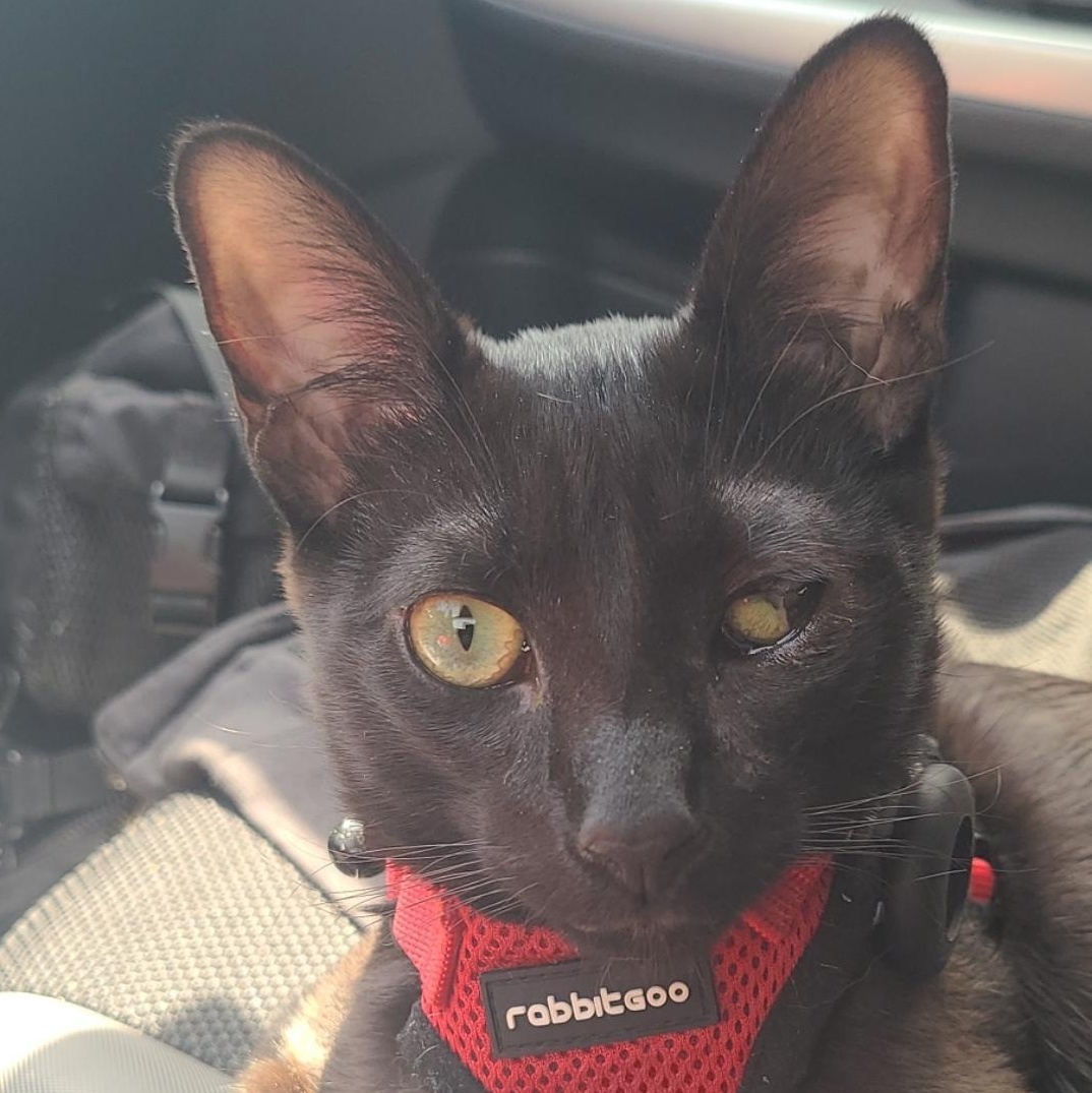 Solè, a Adoptable American Shorthair in Brooklyn, NY image 3/6